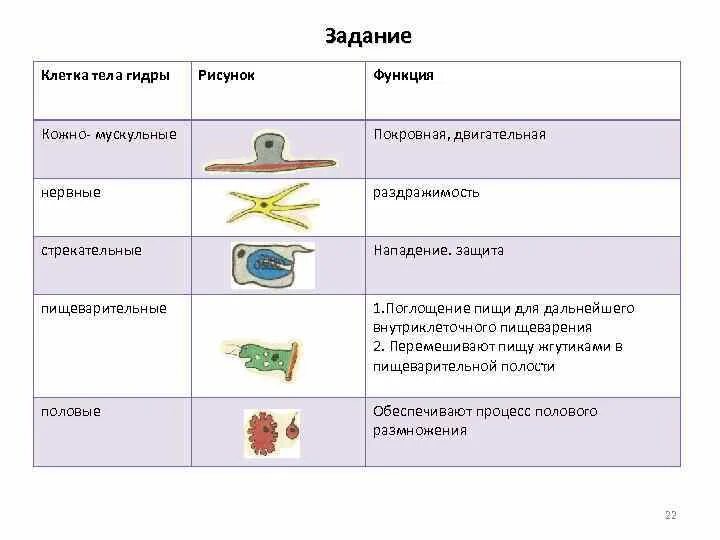 Кожно мускульные клетки. Клеточное строение гидры таблица. Строение промежуточной клетки гидры. Типы клеток гидры таблица 7 класс слой клеток,типы клеток,функции. Клетки тела гидры таблица слой тела Тип клетки функции.