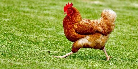 Chicken злом
