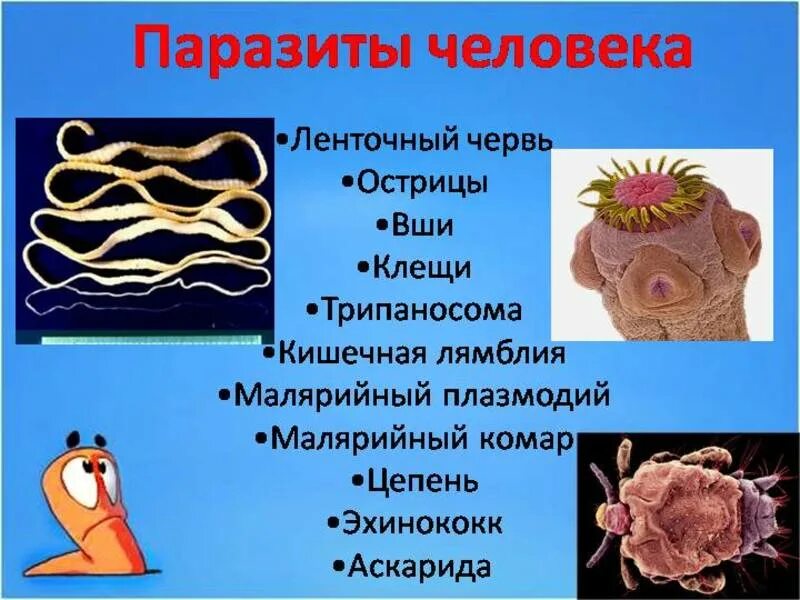 Органах чувств паразитических червей. Паразитические организмы. Разновидности паразитов. Паразитарные заболевания человека.