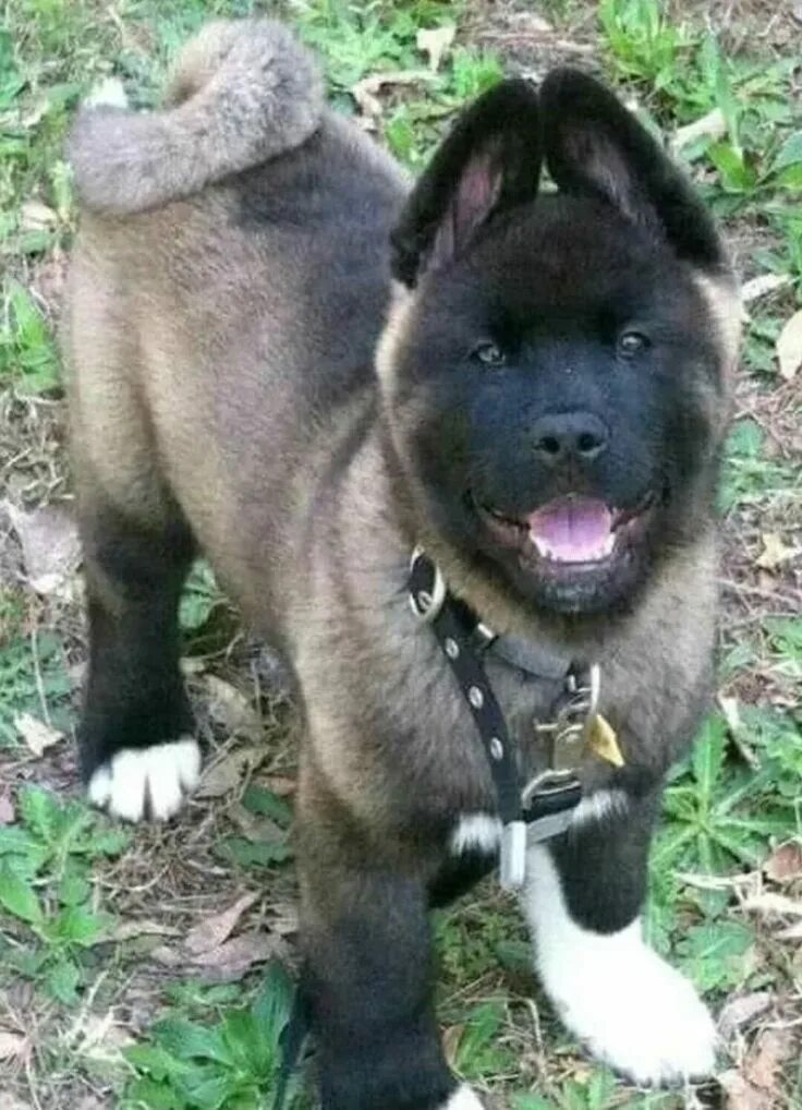 Акито скрещенный с бельгийской овчаркой фото Akita Shepherd (Akita x German Shepherd Mix), Temperament, Puppies, Pictures She