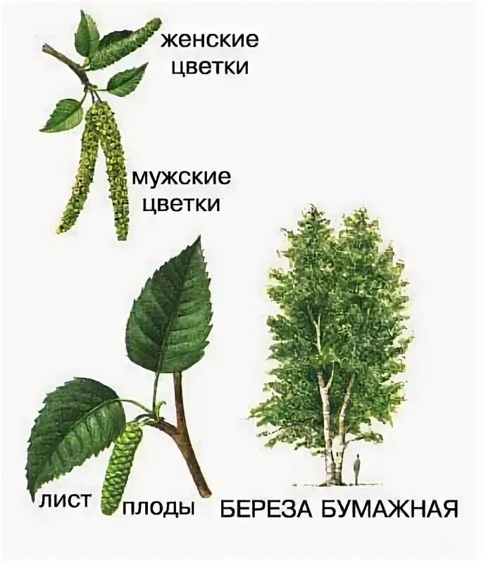 Внешнее строение березы. Береза повислая мужские и женские соцветия. цветки березы мужские и женские. береза мужское и женское дерево. береза женское дерево.