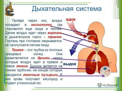 При вдохе воздух проходит через