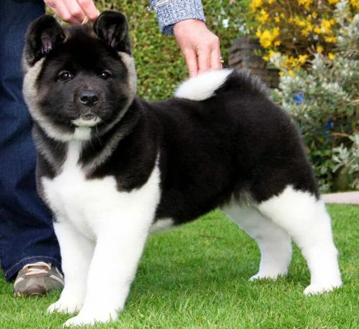 20 Things Only Akita Owners Would Understand