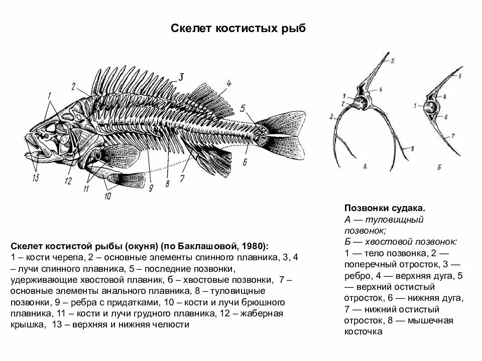 Рыба хвостовой отдел позвоночника. Скелет костистой рыбы окуня. Строение скелета рыбы схема. Осевой скелет речного окуня. Строение скелета окуня.