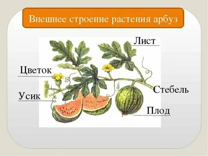 Схема арбуза дыни