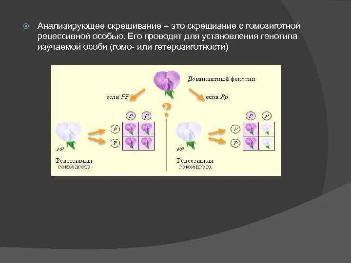 Гомозиготной особью можно. Анализирующее скрещивание. Схема анализирующего скрещивания. Анализирующее скрещивание пример. Анализирующее скрещивание - с гомозиготной рецессивной особью.