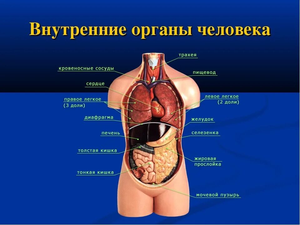 Картинка внутренние органы человека с надписями