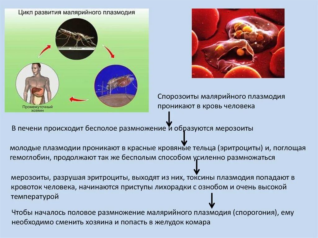 Можно ли считать человека окончательным хозяином малярийного