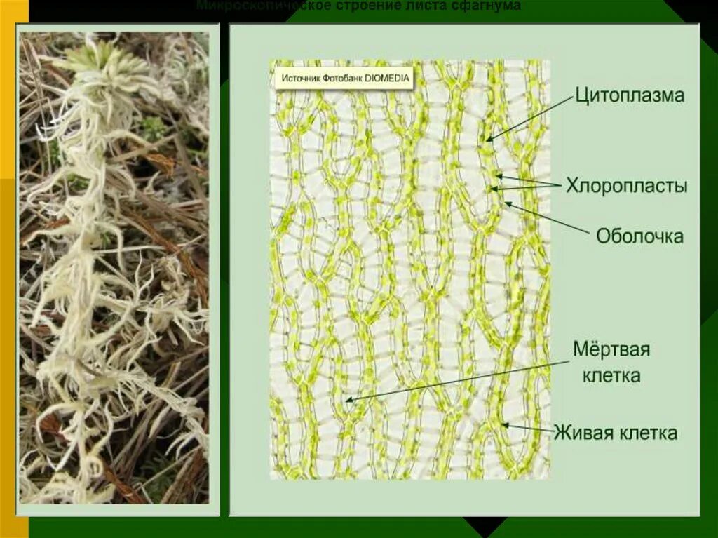 Строение листа мха сфагнума. Микроскопическое строение листа сфагнума. Внутреннее строение листа сфагнума. Клеточное строение мха сфагнума. Мхи имеют органы ткани