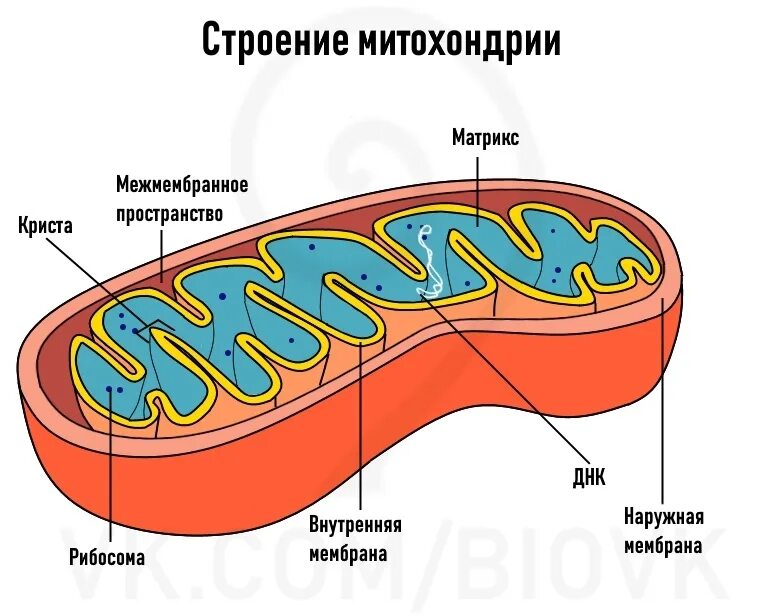 Цитоплазматическая мембрана митохондрии. Митохондрии строение и функции эукариотической клетки. Строение митохондрии животной клетки. Схема строения митохондрии. Записать строение митохондрии