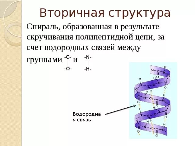Белково водородные связи. Образование водородной связи во вторичной структуре белка. Альфа спираль вторичной структуры белка. Бета спираль вторичной структуры белка. Схема вторичной структуры белка биохимия.