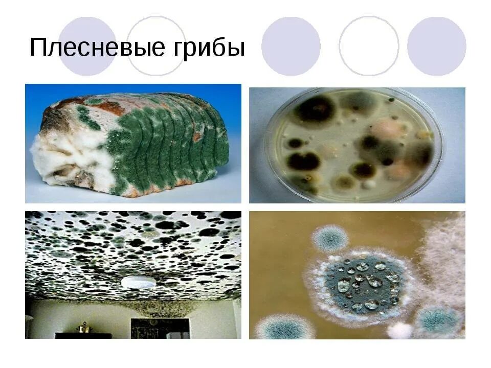 Определите плесневый гриб. Плесневелые грибы и бактерии. Размножение плесневых грибов микробиология. Плесени спорообразование. Мицелиальные плесневые грибы.