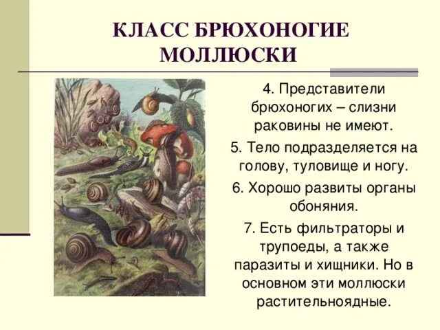 Презентация "Многообразие моллюсков" - биология, презентации