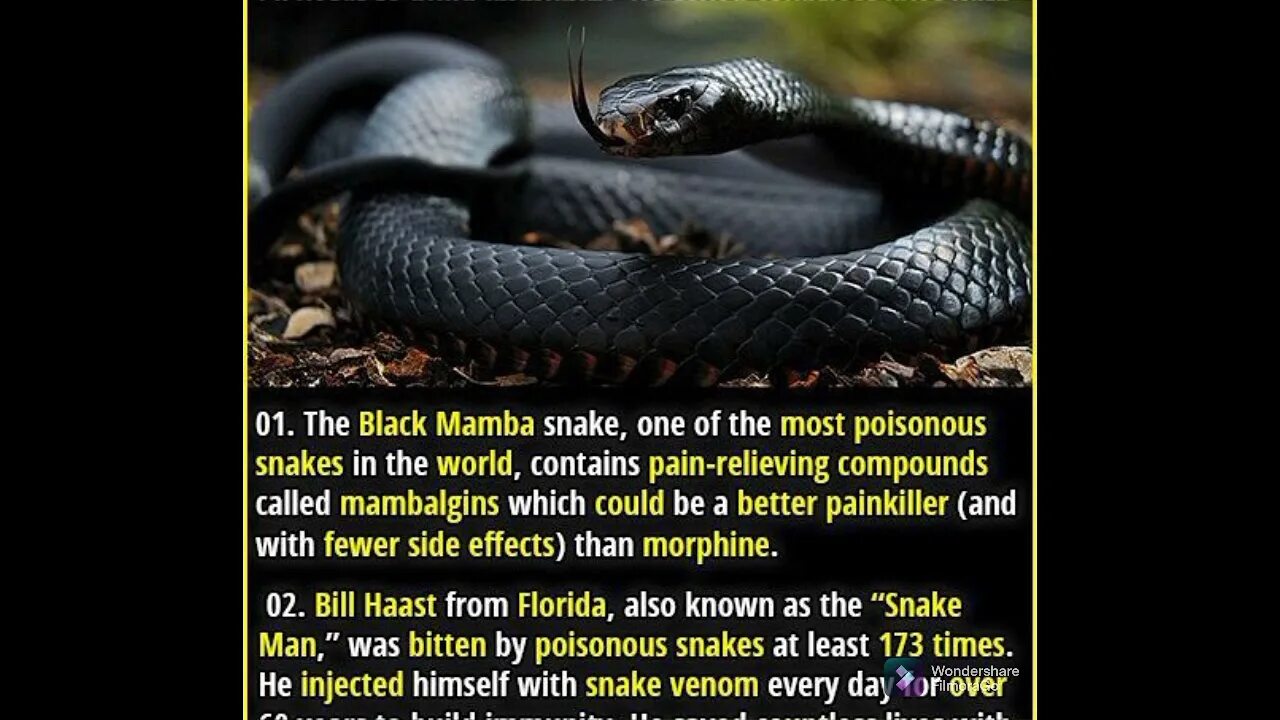 Text snake. Snakes facts. змеи яд птица. snake quote poisonous.