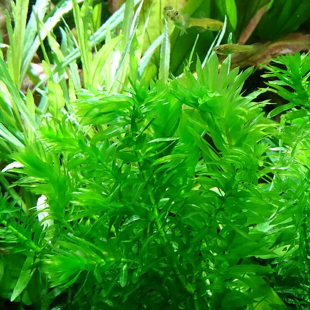 Анубиас аквариумное. Криптокорина парва (cryptocoryne parva). Аквариумные растения отзывы. Наяс аквариумное. Кабомба акватика.