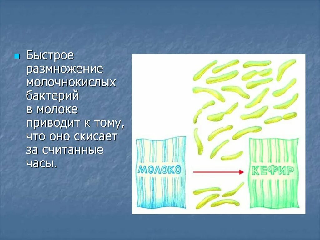 Почему молочнокислые бактерии. Молочнокислые бактерии бактерии. молочнокислые бактерии в организме. формы молочнокислых бактерий. размножение молочнокислых бактерий.