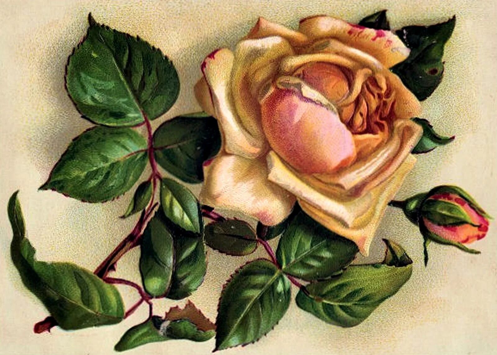 Цветные открытки. Винтажные розы. Розы декупаж. Нарисовать розу.