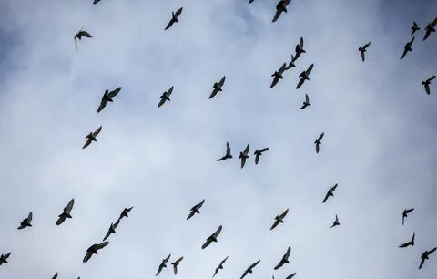 Flying birds перевод