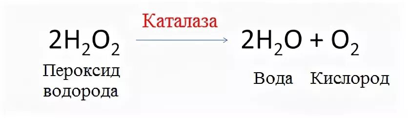 Распад пероксида водорода ферментом каталазой. Каталаза реакция с перекисью водорода. Разложение пероксида водорода. Взаимодействия каталазы с перекисью водорода. Пероксид водорода и картофель