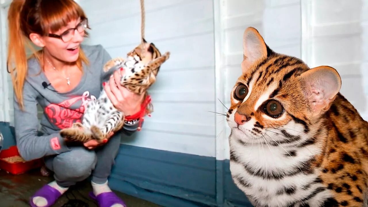 Коты ролики смешные. Смешные кошки. 2 кота разговаривают. Приколы про кошек. Коты ссорятся.