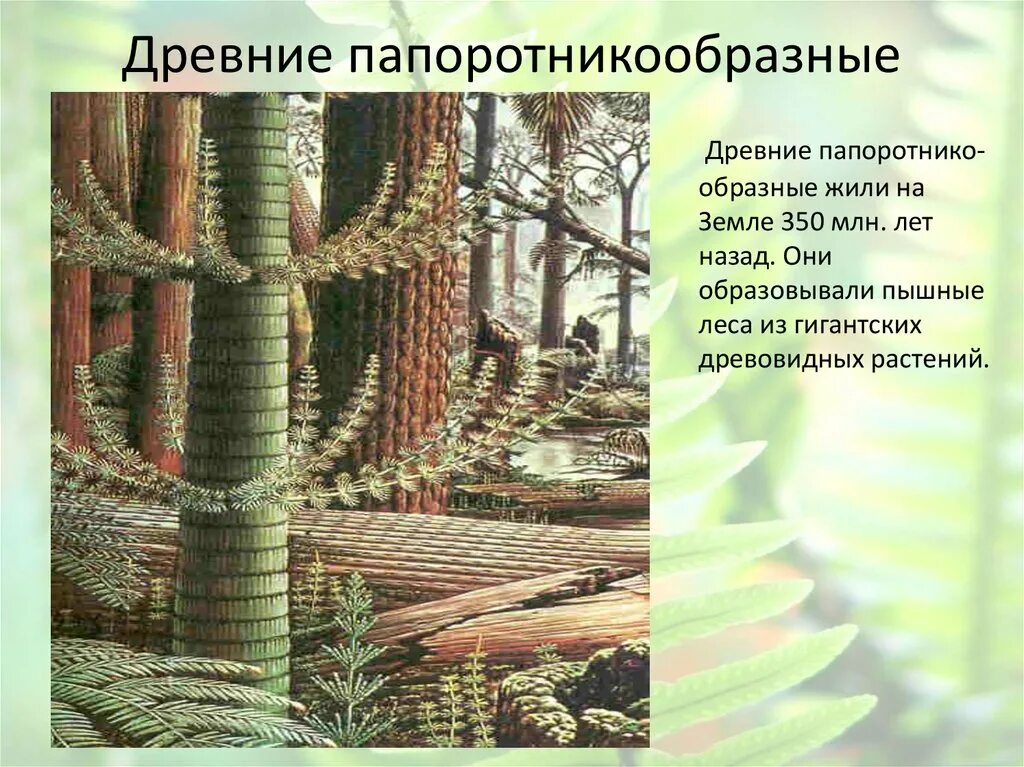 Значение древних папоротниковидных в природе. Папоротникообразные, хвощи, семенные папоротники. Древние Папоротникообразные. Папоротникообразные палеозой. Древесина древних папоротниковидных.