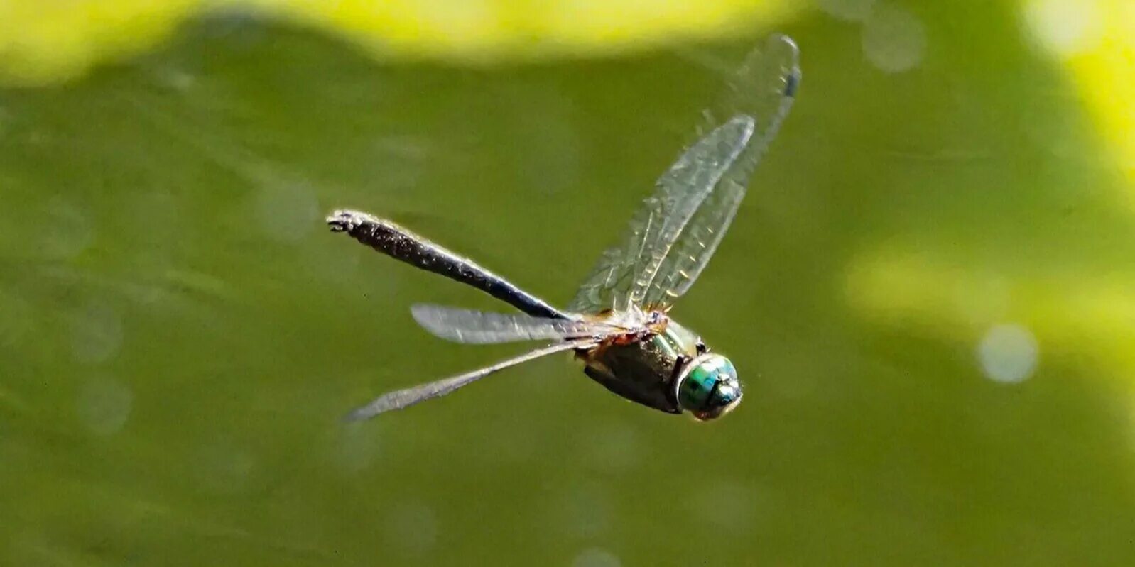 стрекоза четырехпятнистая.