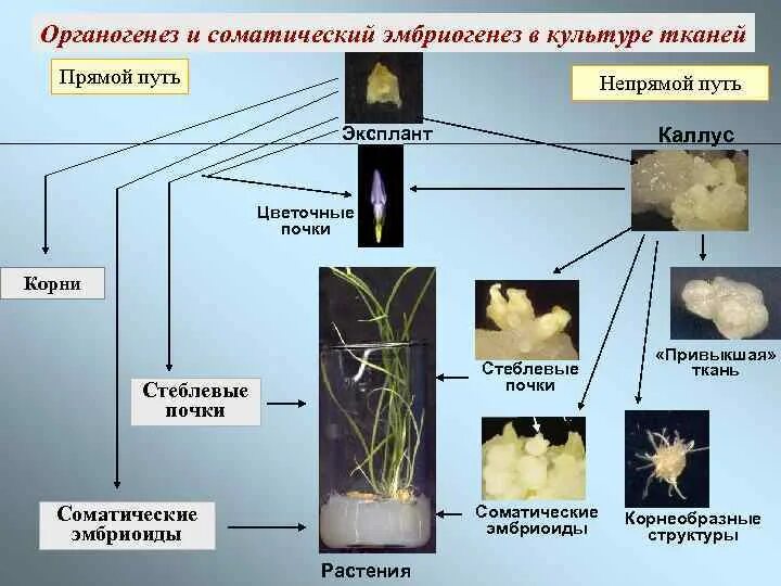 Соматический эмбриогенез регенерация. Соматические зародыши. Соматические зародыши. Соматический эмбриогенез в каллусной ткани. Соматические зародыши это.