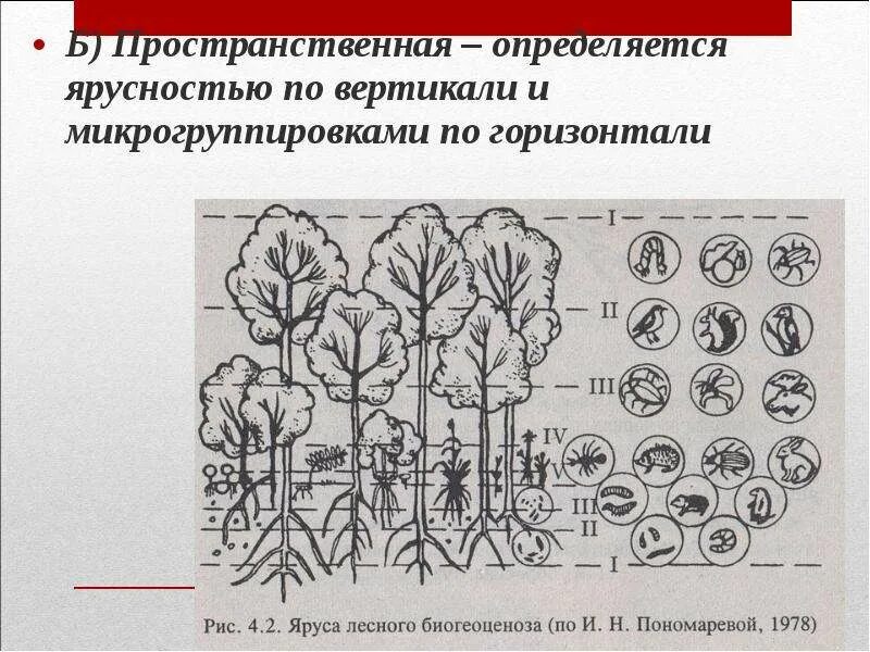 Запишите видовой состав ярусов растительного сообщества леса. Структура биоценоза ярусность. схема вертикальной структуры ярусности биоценоза лиственного леса. ярусность в растительном сообществе. ярусное строение лесного биоценоза.