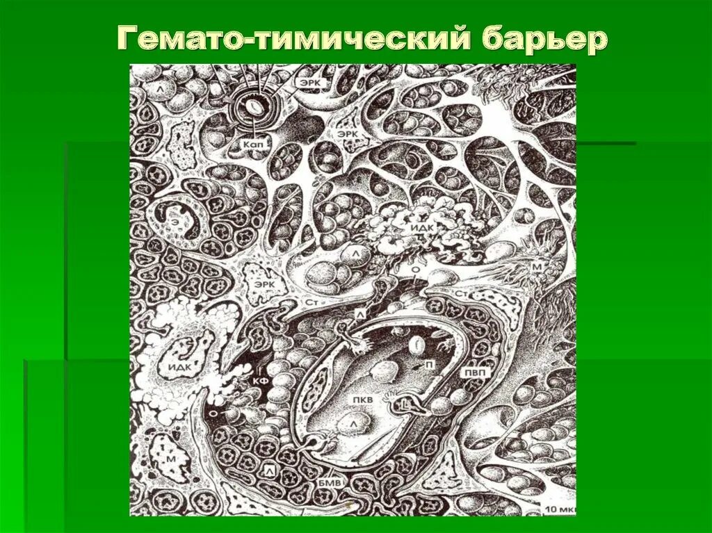 Барьеры гистология. Гематоплацентарный барьер схема. гематотимический барьер. схема гематотимического барьера. гематотимический барьер гистология.