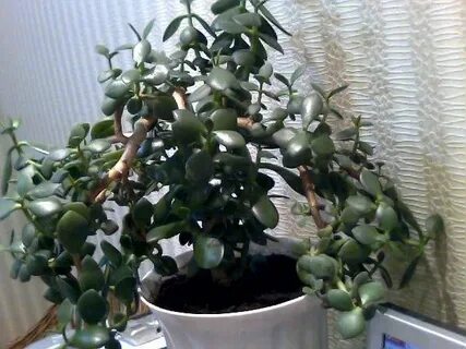 Черное денежное дерево