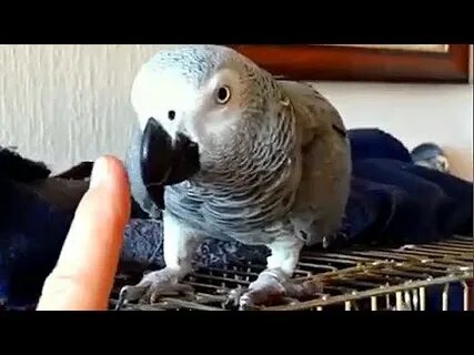 Это попугай видео