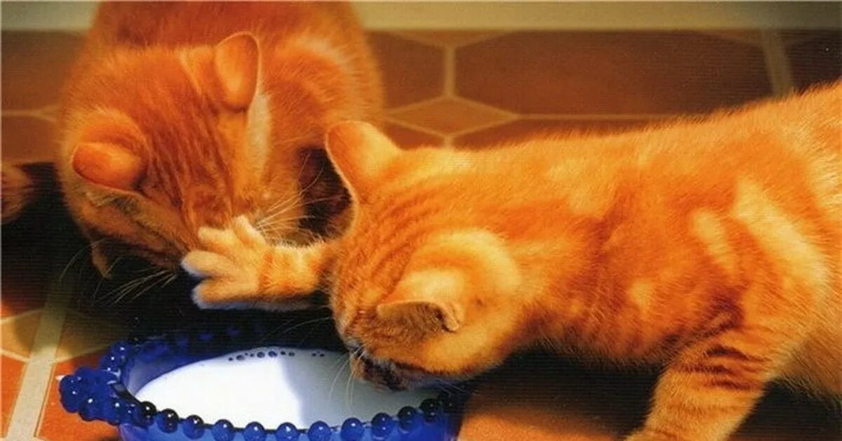Ушли голодными. Кот хочет есть. Жадные коты. Миска для кота. Рыжий кот кушает.