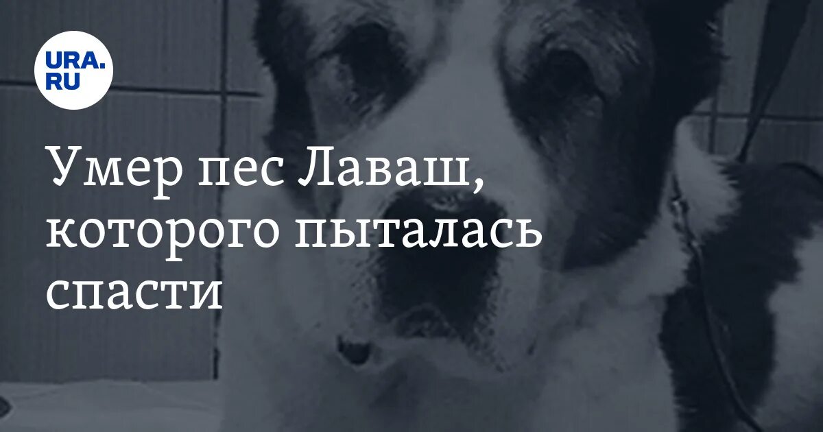Ливерный рубец эпитафия. Музей томская писаница кемерово. Ливерный рубец эпитафия. Ура смерть. Эпитафии на надгробных плитах.