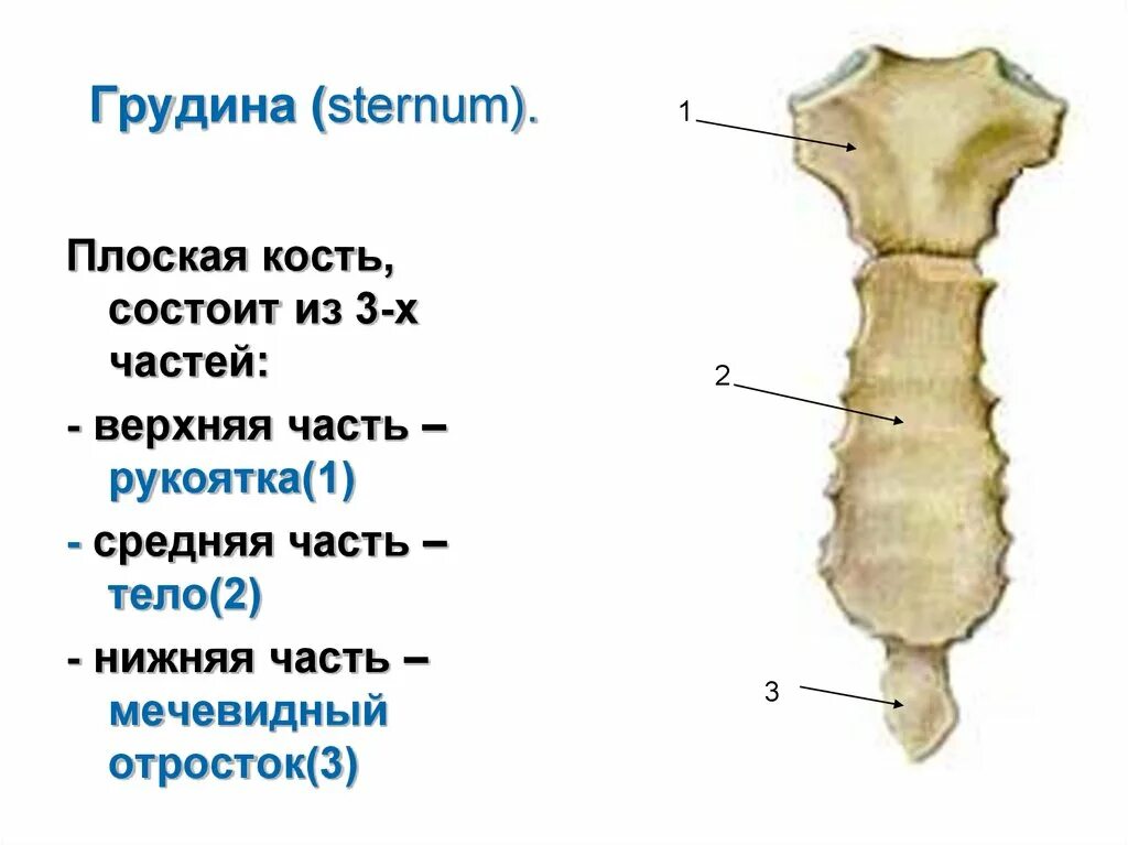 Грудина является частью скелета. Грудина мечевидный отросток анатомия.