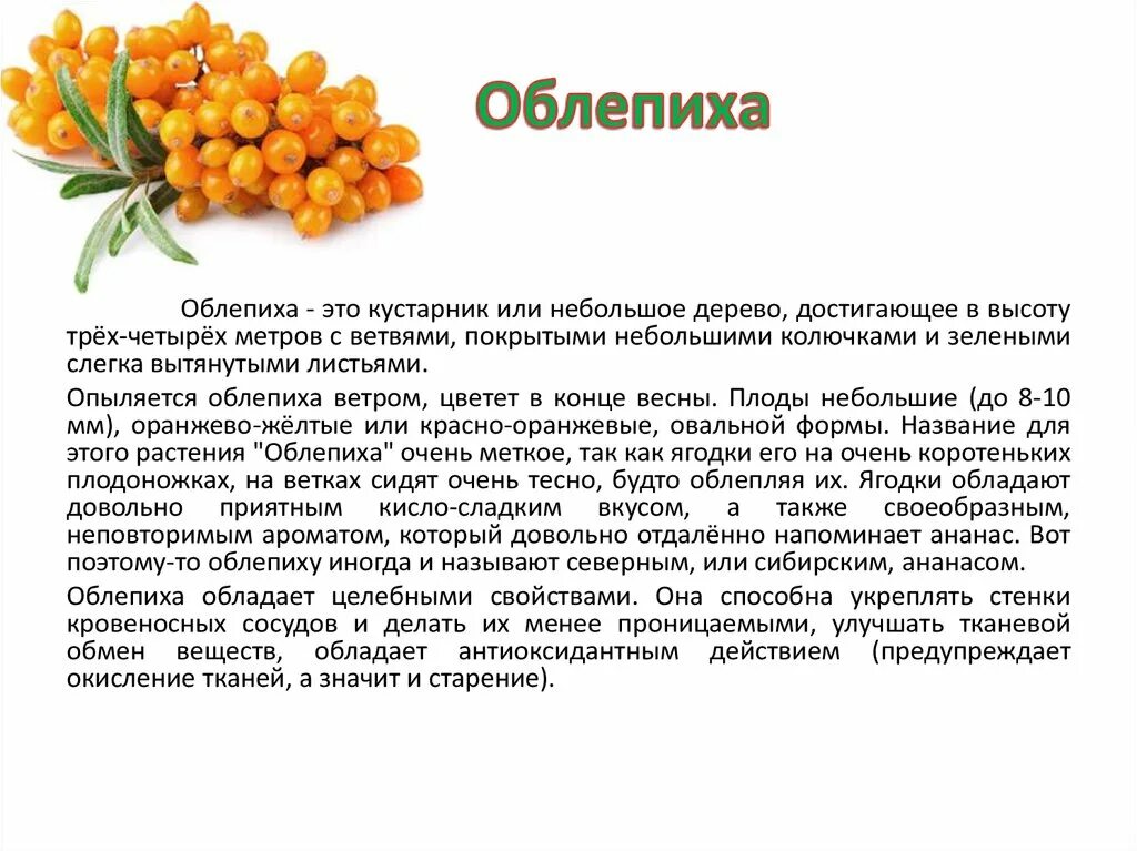 Облепиха лекарственное растение сообщение 6 класс. Облепиха описание. облепиха дерево или кустарник. облепиха краткое описание. облепиха кустарник описание.