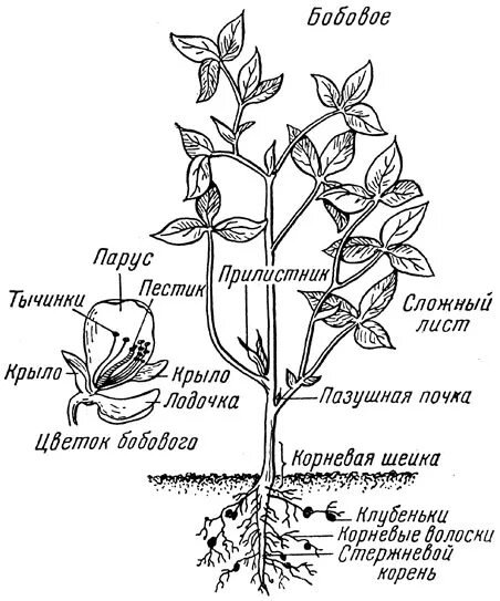 Особенности внешнего строения стебля гороха