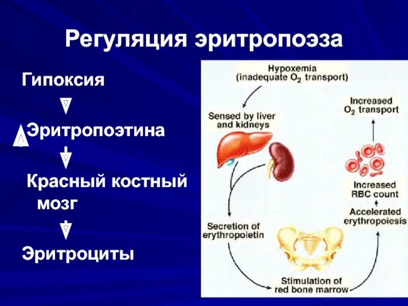Образование эритроцитов происходит в