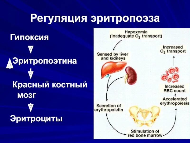 Выработка эритроцитов. Регуляция эритропоэз физиология. Эритропоэтин регуляция секреции. Эритропоэтиновый механизм регуляции эритропоэза. Регуляция синтеза эритропоэтина.