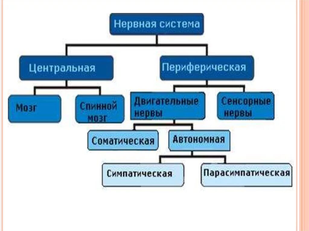 Периферическая и Центральная нервная система таблица. Нервная система фармакология. Препараты действующие на ЦНС фармакология. Средства действующие на периферическую нервную систему. Препараты центральной нервной системы