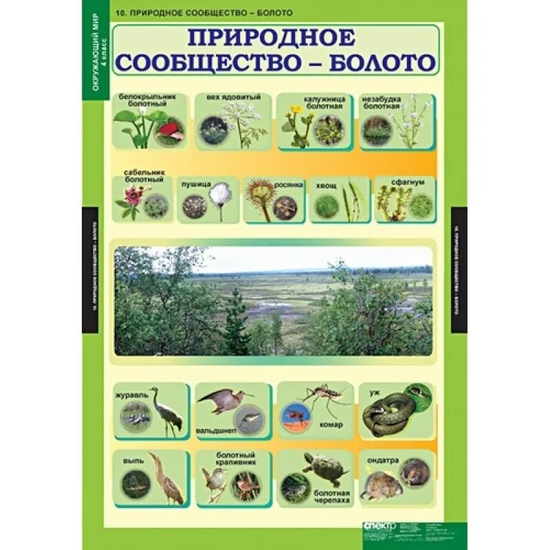 Таблица болот растения. Природные сообщества. Природное сообщество окружающий мир. Класс природные сообщества. Природное сообщество болото.