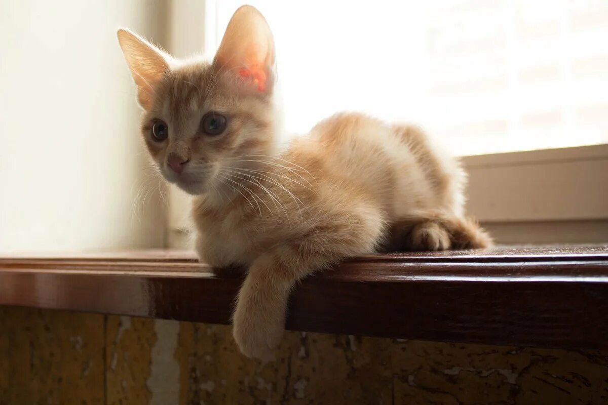 Как выглядит котенок в 3 месяца. 3 месячный котенок. рыжий котенок 3 месяца. котенок 3 мес. котенок 3,5 месяца.