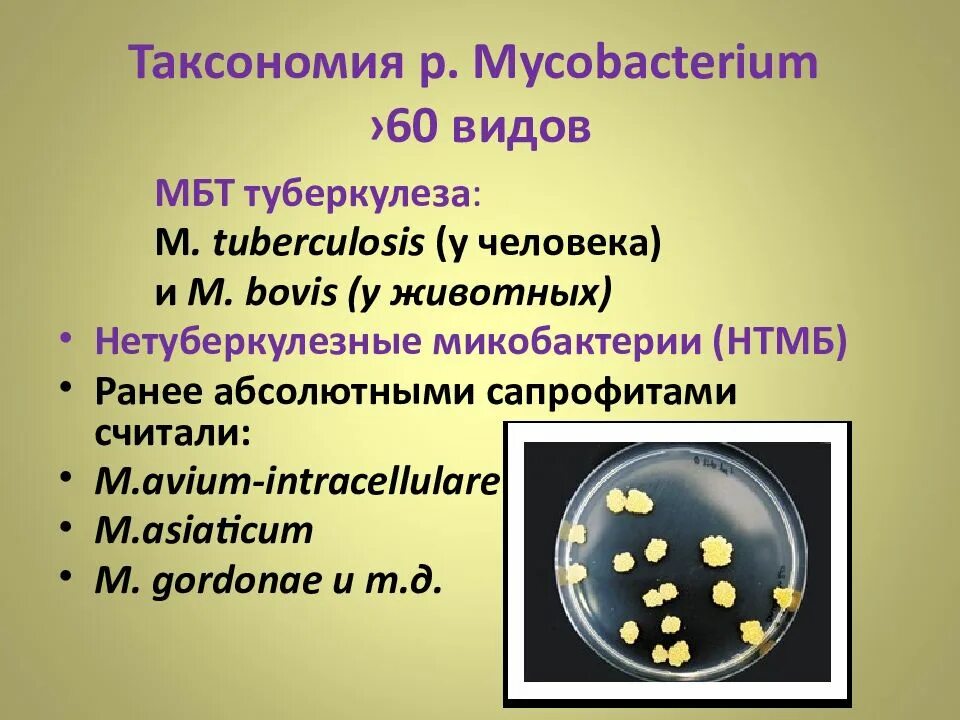 Таксономия микобактерий туберкулеза. Возбудитель туберкулеза микробиология таксономия. Нетуберкулезные микобактерии таксономия. Атипичные микобактерии микробиология.