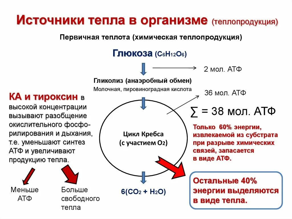 Источники тепла в организме. Теплопродукция организма. Главный источник тепла в организме человека это. Источники теплопродукции в организме.. Источник тепловой энергии это