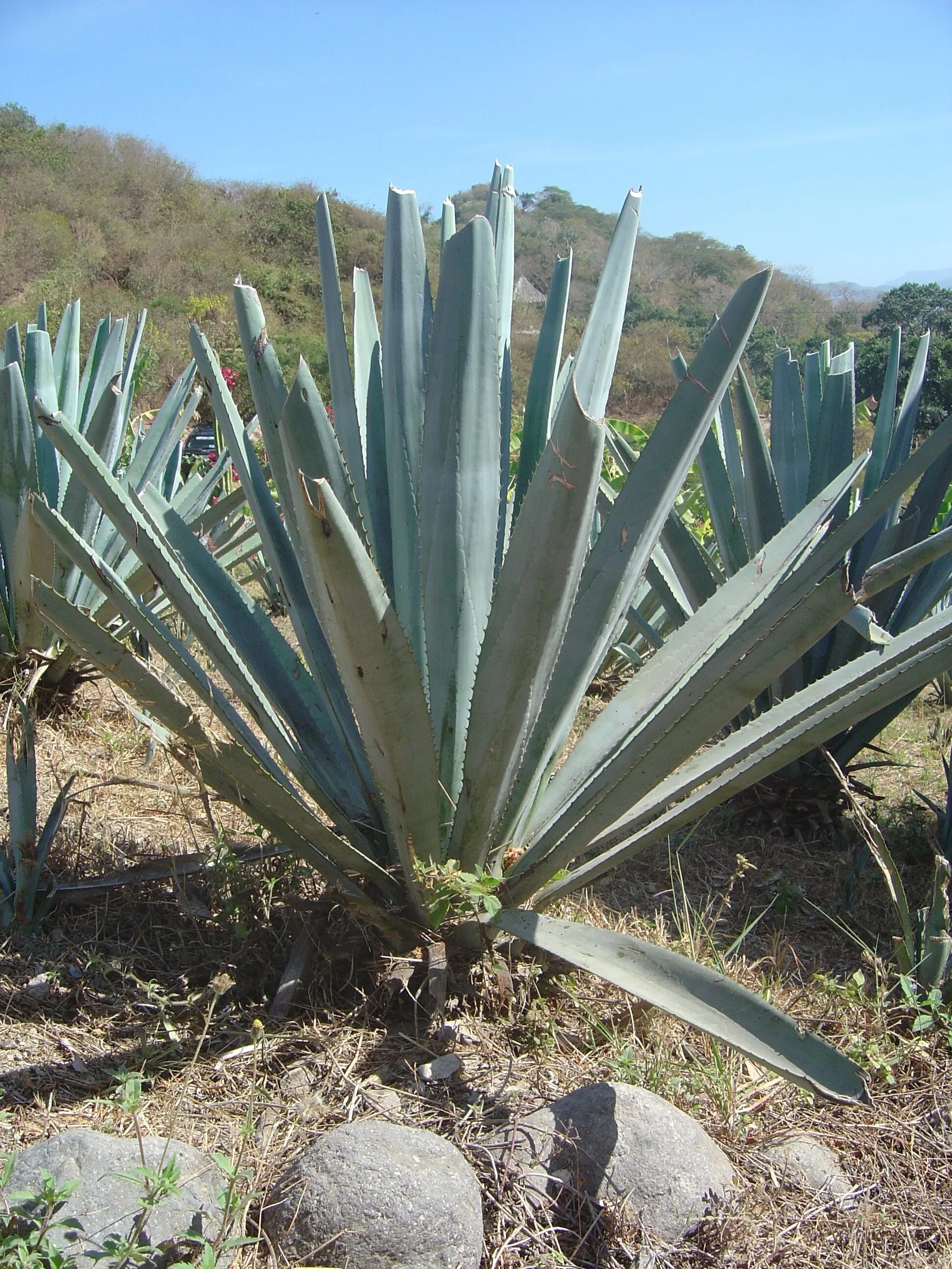 Текила agave. Мексика Агава. Мексика Кактус Агава. Текила Кактус голубая Агава. Голубая Агава для текилы.