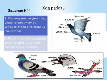 Строение покровов класс птицы