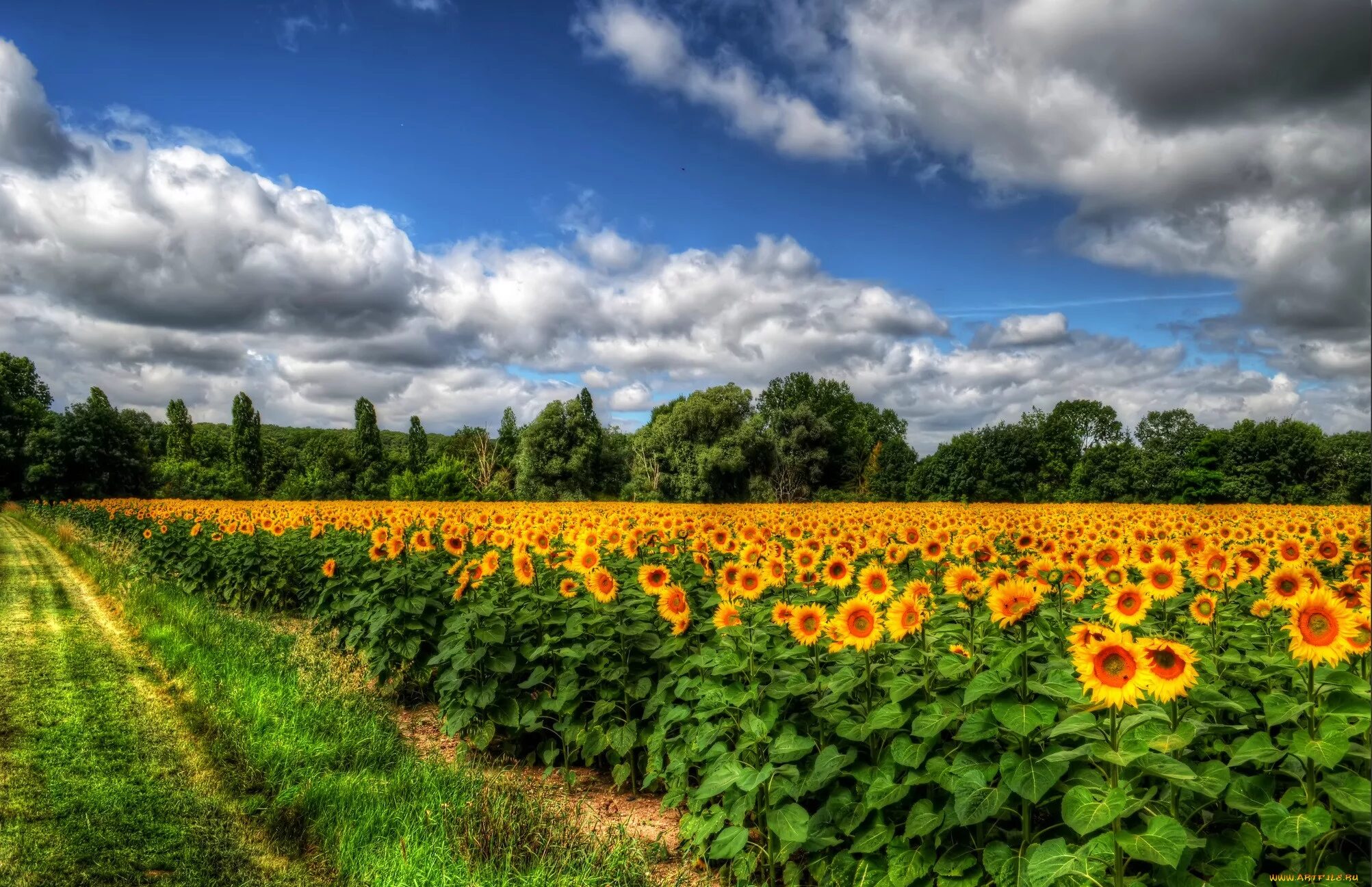 Природа подсолнухи. Подсолнечное поле. Пейзаж с подсолнухами. Красивые подсолнухи. Подсолнуховое поле красноярск.
