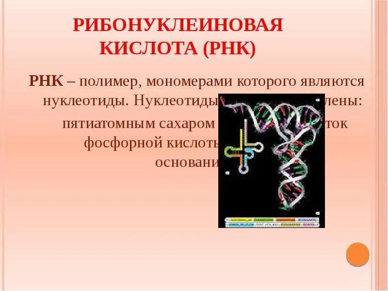 Рибонуклеиновая кислота. РНК. Нуклеиновые кислоты РНК. РНК полимер.