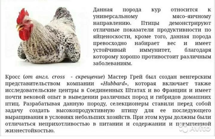 Куриное мясо польза и вред. Куры несушки породы леггорн. Куриное мясо полезно. Дьячок вонмигласов чехов хирургия. Рассказ о герое по плану.