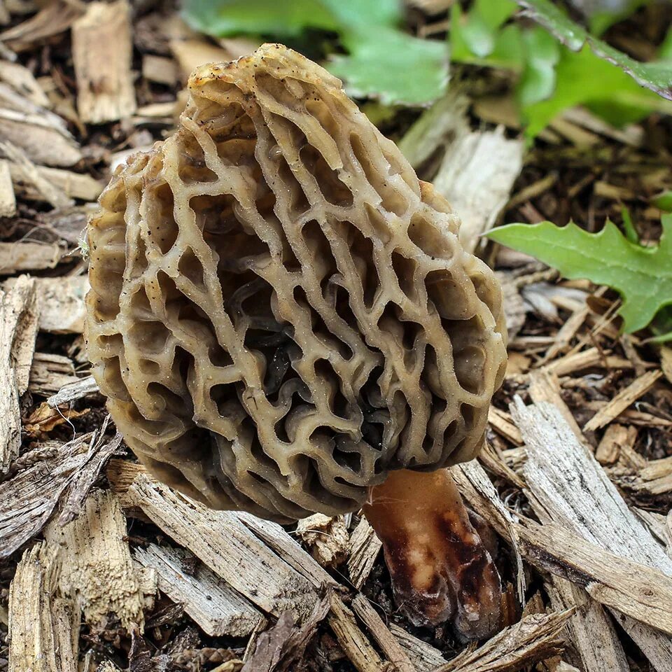 Сумчатый сморчок гриб. Сморчки. Сморчок Степной. Сморчки грибы. Morchella rubobrunnea грибы.