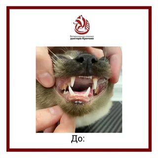 Доктор кротов